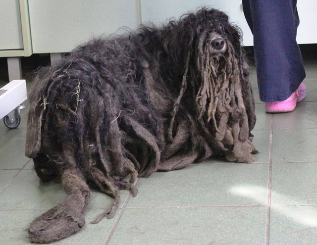 Dreadlocked Dog Saved (5 pics)