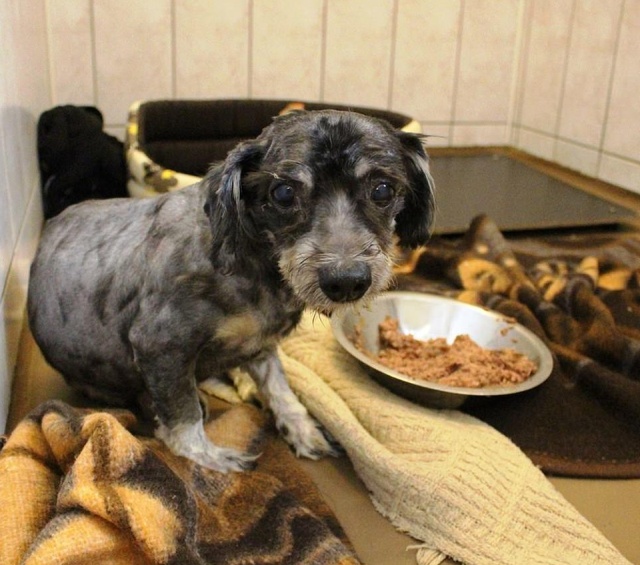 Dreadlocked Dog Saved (5 pics)