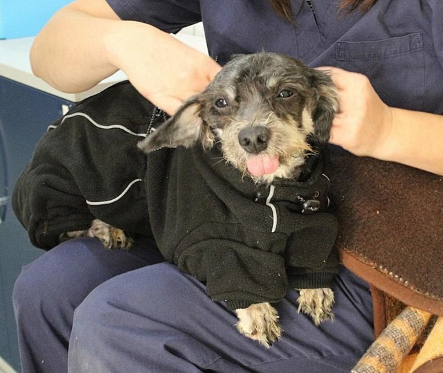 Dreadlocked Dog Saved (5 pics)