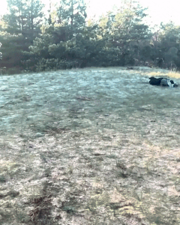 Acid Gifdump, September 19, 2018 (25 gifs)
