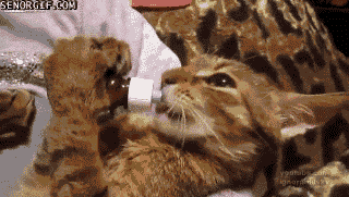Acid Gifdump, September 19, 2018 (25 gifs)