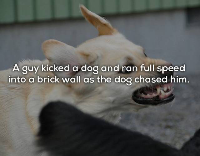 Instant Karma (15 pics)