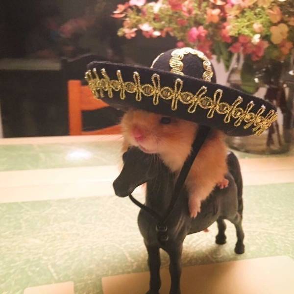 Acid Picdump (91 pics)