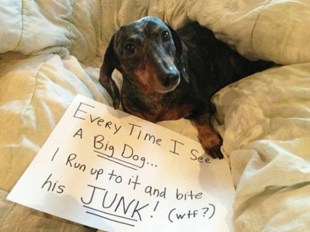 Dog Shaming (30 pics)