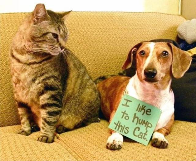 Dog Shaming (30 pics)