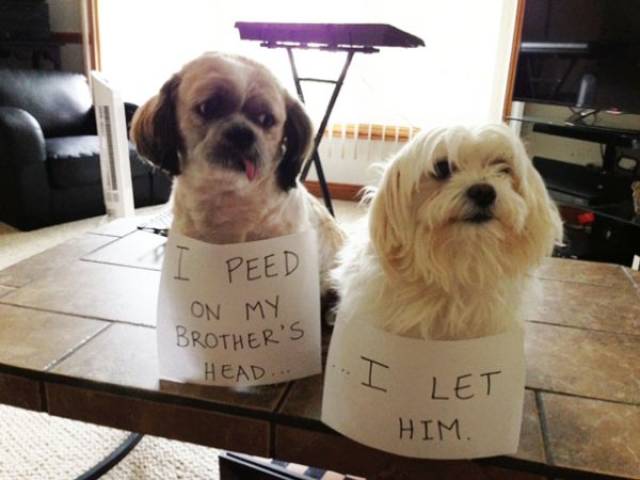 Dog Shaming (30 pics)