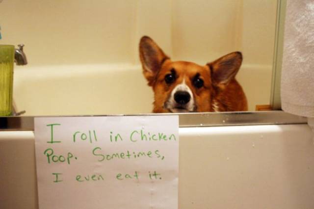 Dog Shaming (30 pics)