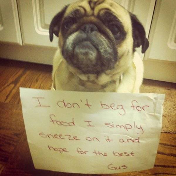 Dog Shaming (30 pics)