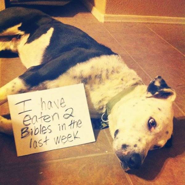 Dog Shaming (30 pics)