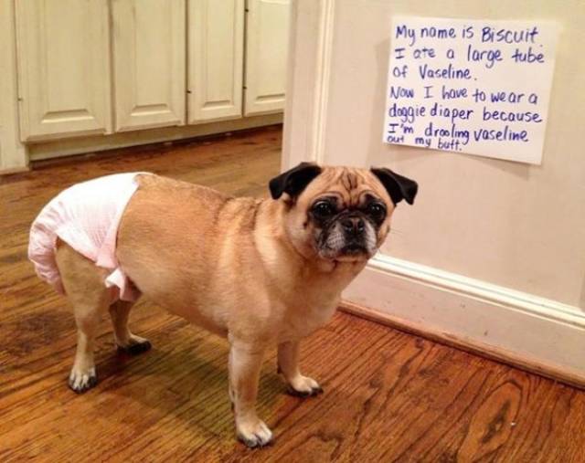 Dog Shaming (30 pics)