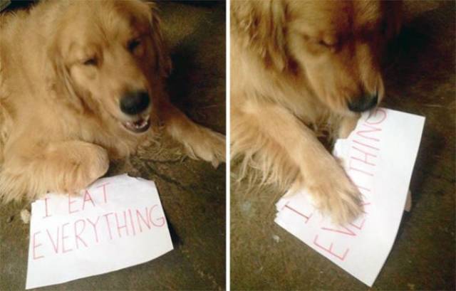 Dog Shaming (30 pics)