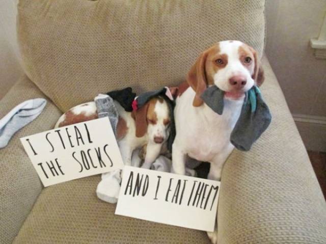 Dog Shaming (30 pics)