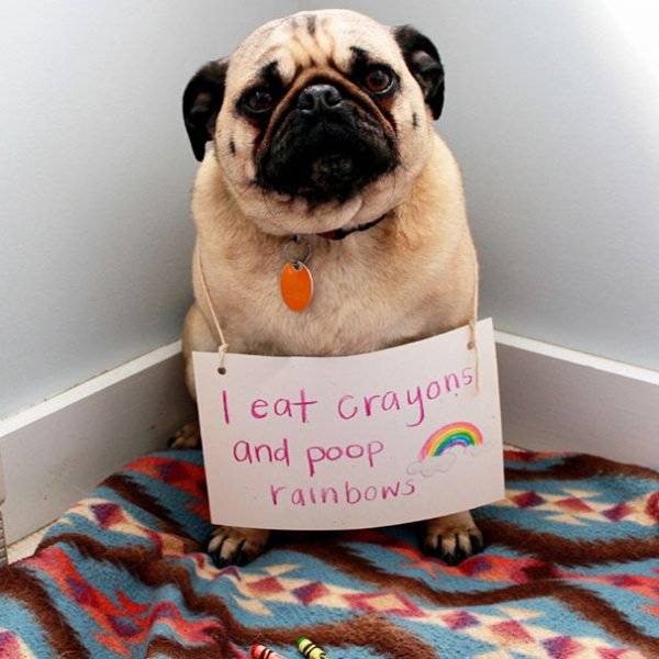 Dog Shaming (30 pics)
