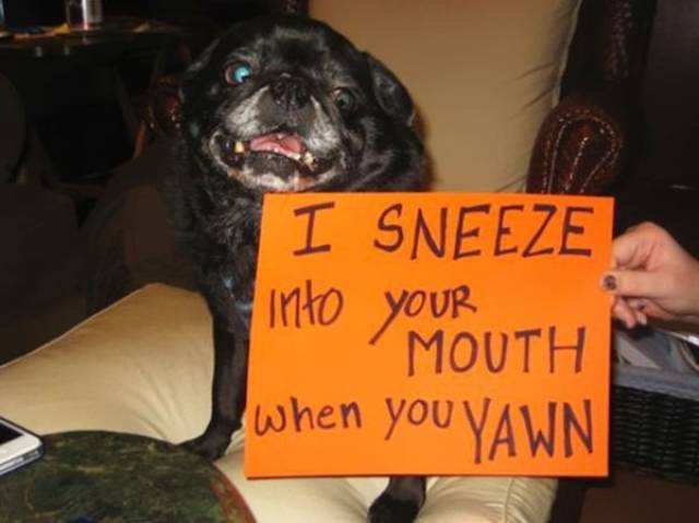 Dog Shaming (30 pics)
