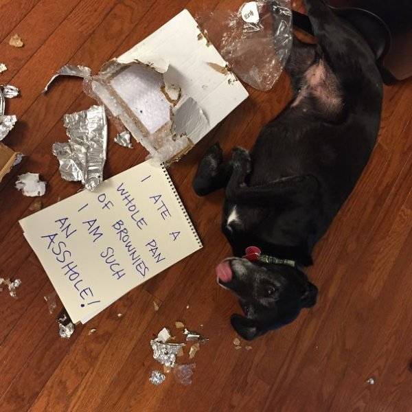 Dog Shaming (30 pics)