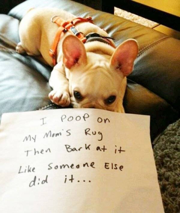 Dog Shaming (30 pics)