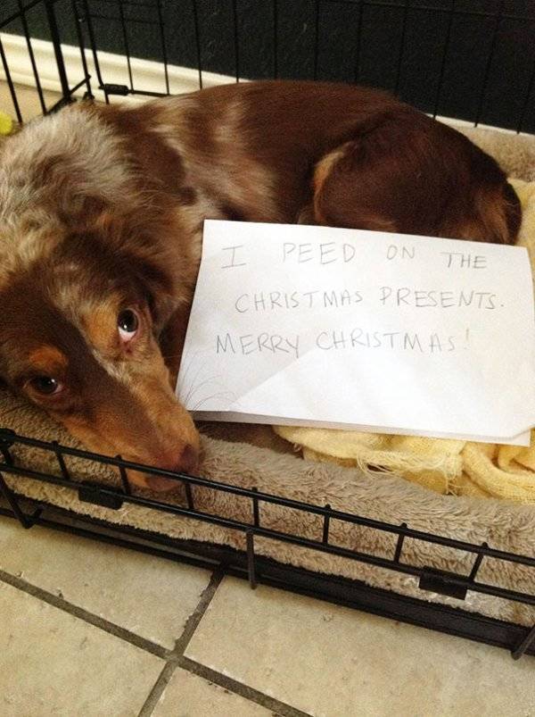 Dog Shaming (30 pics)