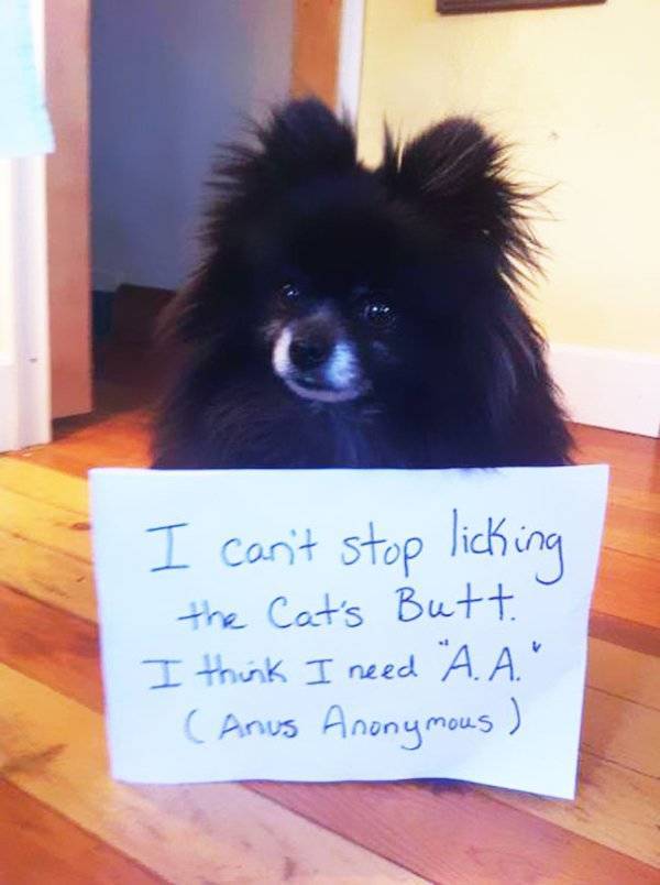 Dog Shaming (30 pics)