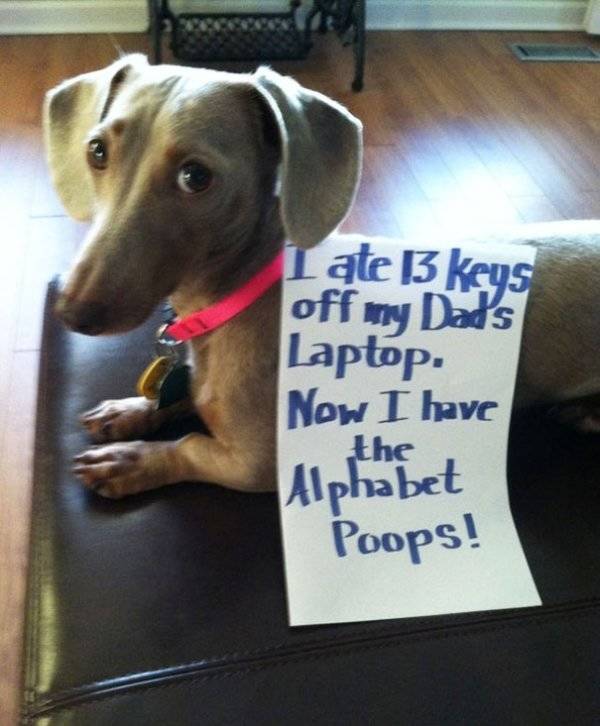Dog Shaming (30 pics)