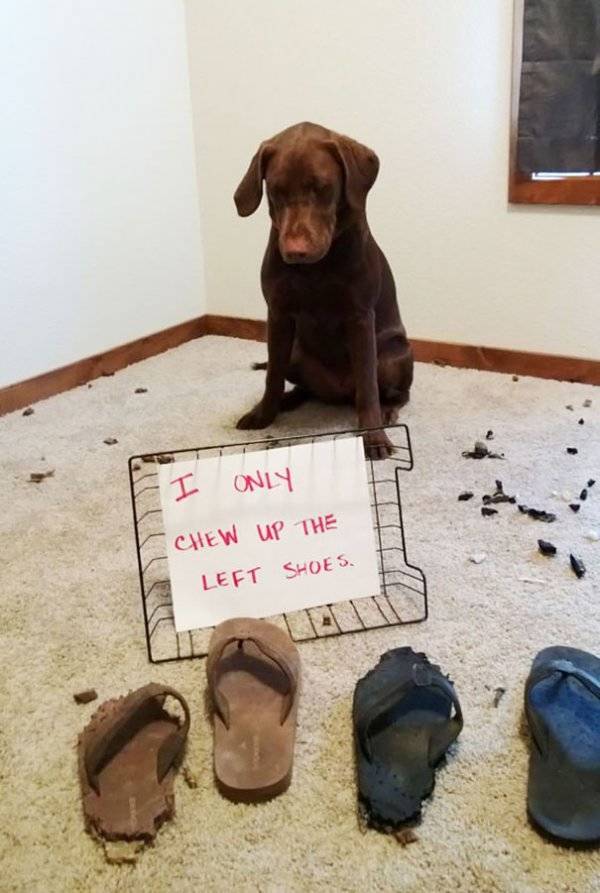 Dog Shaming (30 pics)