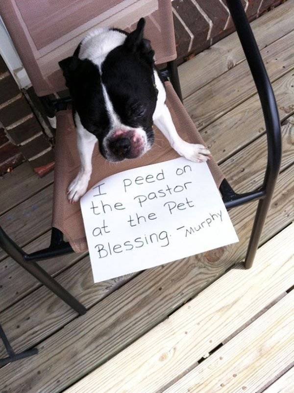 Dog Shaming (30 pics)