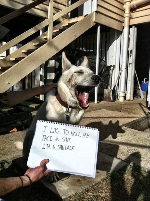 Dog Shaming (30 pics)