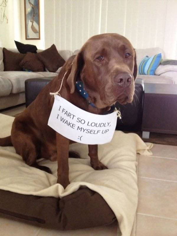 Dog Shaming (30 pics)