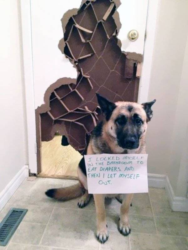 Dog Shaming (30 pics)
