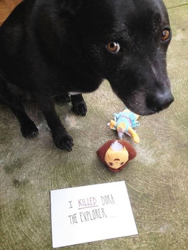 Dog Shaming (30 pics)