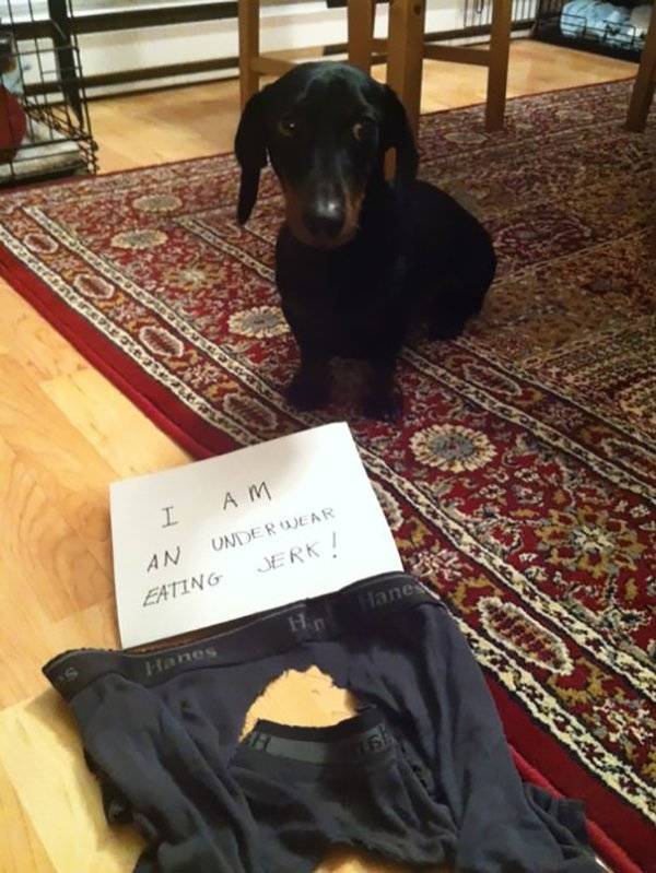 Dog Shaming (30 pics)