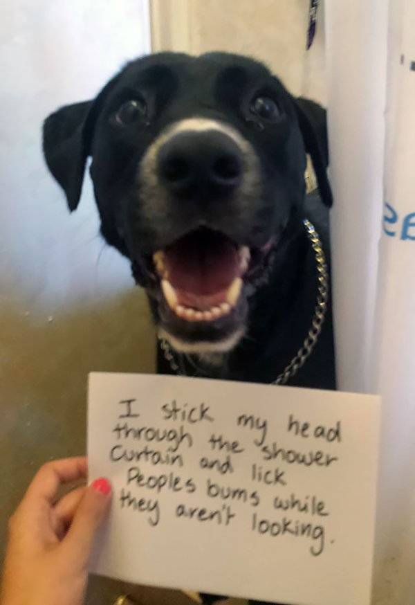 Dog Shaming (30 pics)