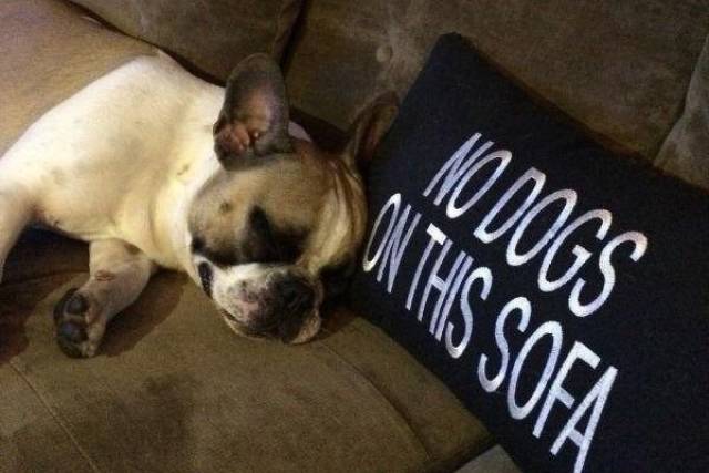 Who Cares About Rules (41 pics)