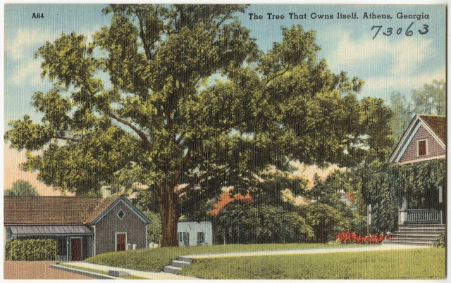Tree That Legally Owns Itself (6 pics)