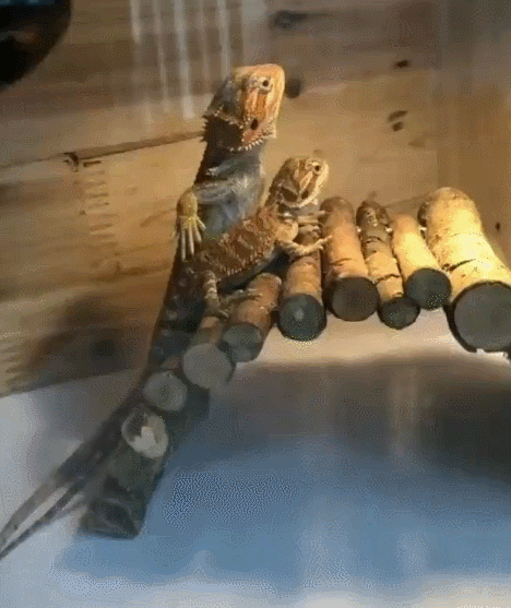 Acid Gifdump, September 21, 2018 (25 gifs)