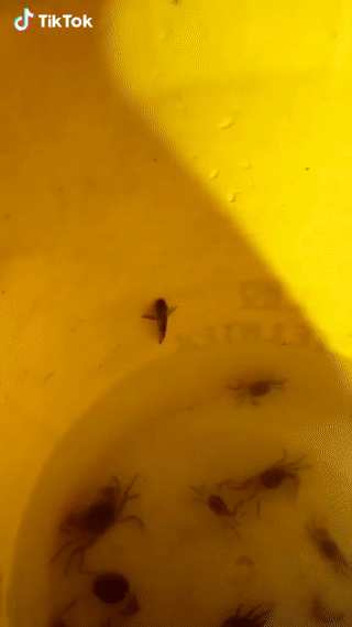 Acid Gifdump, September 21, 2018 (25 gifs)