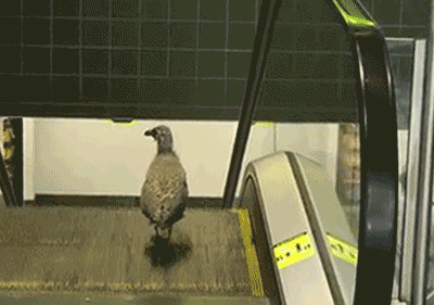 Acid Gifdump, September 21, 2018 (25 gifs)