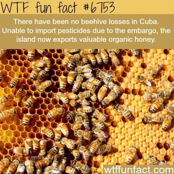Interesting Facts (25 pics)