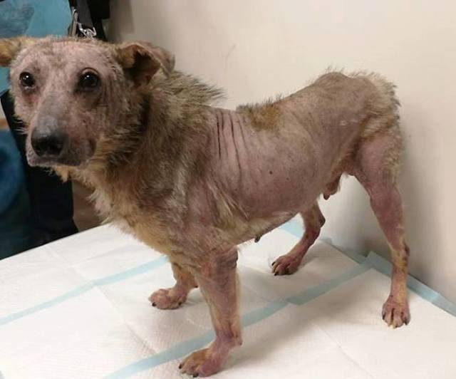 A Rescue Dog That’s Almost Starved To Death Received A Second Chance (12 pics)