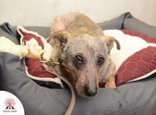 A Rescue Dog That’s Almost Starved To Death Received A Second Chance (12 pics)