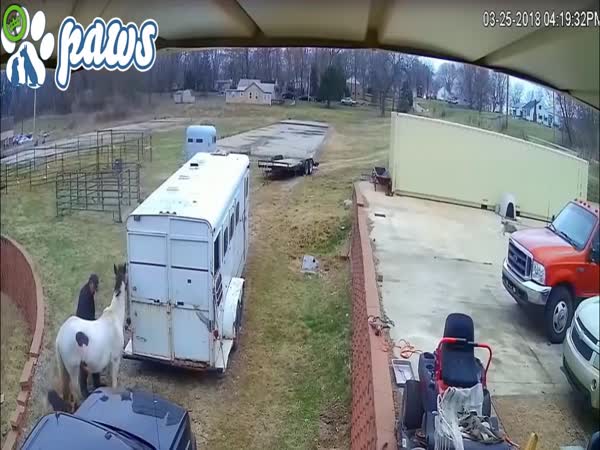Pitbull Attacks A Horse And Pays The Price