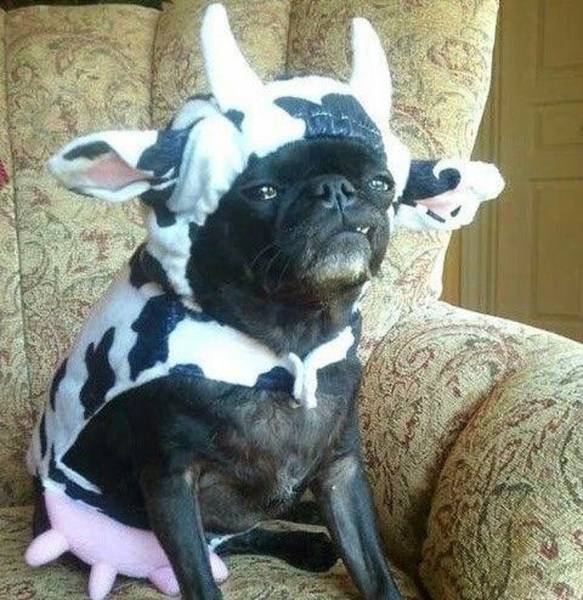 WTF Photos (37 pics)