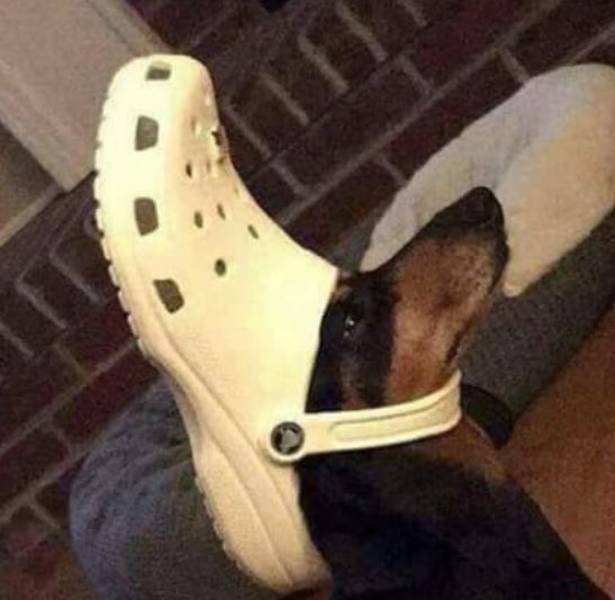 WTF Photos (37 pics)