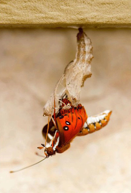 The Birth Of A Butterfly (10 pics)