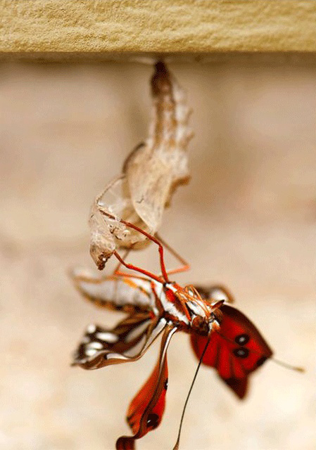 The Birth Of A Butterfly (10 pics)