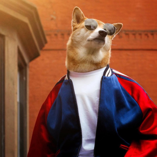 The Most Stylish Dog In The World (20 pics)