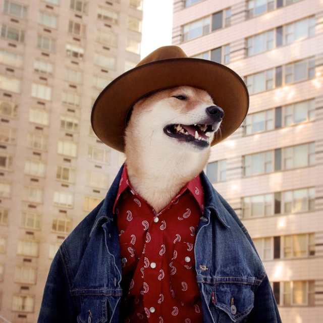 The Most Stylish Dog In The World (20 pics)
