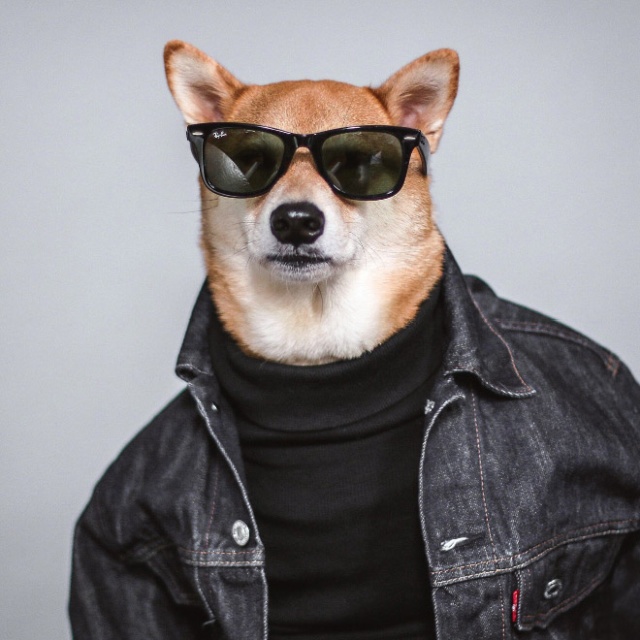 The Most Stylish Dog In The World (20 pics)