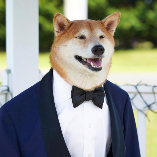 The Most Stylish Dog In The World (20 pics)