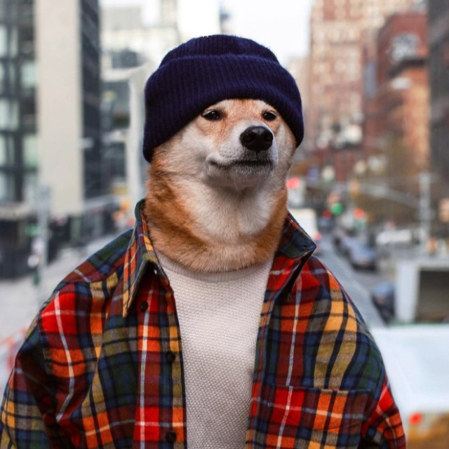 The Most Stylish Dog In The World (20 pics)