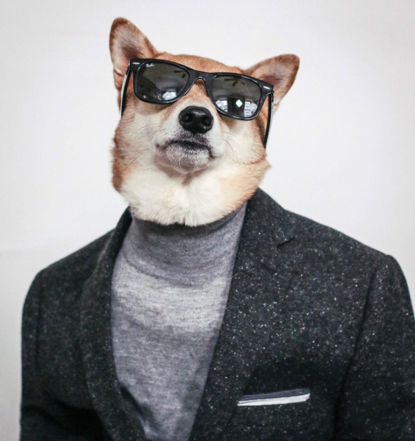 The Most Stylish Dog In The World (20 pics)